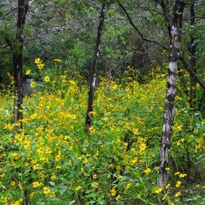 Meet your Posher, Kira